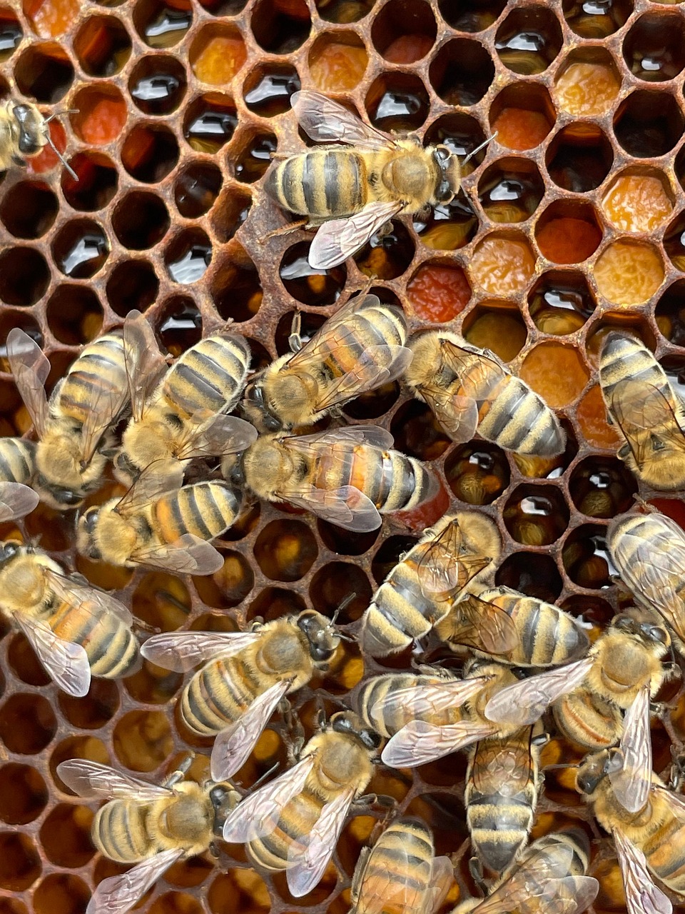 honey, nature, beekeeping